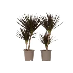 Banddracena - Set om 2 - Dracaena marginata 'Magenta' - Höjd 70-80cm - ⌀17cm