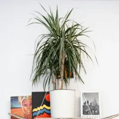Banddracena - Set om 2 - Dracaena marginata 'Magenta' - Höjd 70-80cm - ⌀17cm