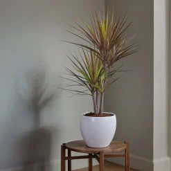 Banddracena - Set om 2 - Dracaena marginata 'Magenta' - Höjd 70-80cm - ⌀17cm