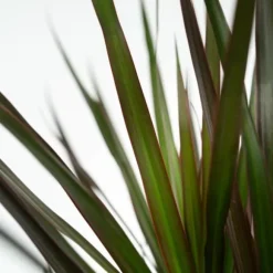 Banddracena - Set om 2 - Dracaena marginata 'Magenta' - Höjd 70-80cm - ⌀17cm