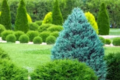 Barrgödsel Thuja Granulat Trädgårdsstart 2kg