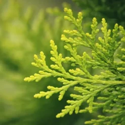 Barrgödsel Thuja Granulat Trädgårdsstart 2kg