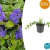 Bäckväxt - Periwinkle - Vinca minor 'Argenteovariegata' - 9cm kruka - Set med 60 växter