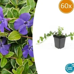 Bäckväxt - Periwinkle - Vinca minor 'Argenteovariegata' - 9cm kruka - Set med 60 växter