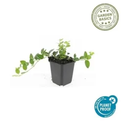 Bäckväxt - Periwinkle - Vinca minor 'Argenteovariegata' - 9cm kruka - Set med 60 växter