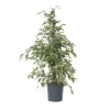 Benjaminfikus - Ficus Benjamina 'Twilight' - Höjd 100-110cm - ⌀21cm