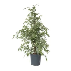 Benjaminfikus - Ficus Benjamina 'Twilight' - Höjd 100-110cm - ⌀21cm