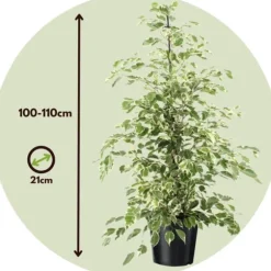 Benjaminfikus - Ficus Benjamina 'Twilight' - Höjd 100-110cm - ⌀21cm