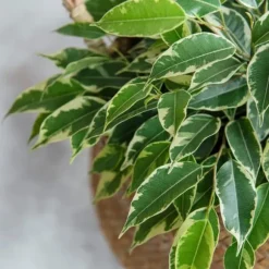 Benjaminfikus - Ficus Benjamina 'Twilight' - Höjd 100-110cm - ⌀21cm
