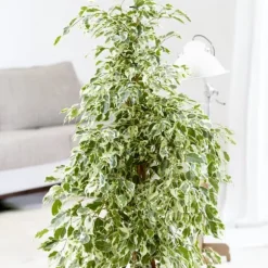 Benjaminfikus - Ficus Benjamina 'Twilight' - Höjd 100-110cm - ⌀21cm