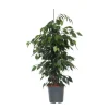 Benjaminfikus - Ficus benjamina 'Danielle' - Höjd 100-110cm - ⌀21cm