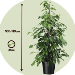 Benjaminfikus - Ficus benjamina 'Danielle' - Höjd 100-110cm - ⌀21cm