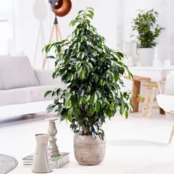 Benjaminfikus - Ficus benjamina 'Danielle' - Höjd 100-110cm - ⌀21cm