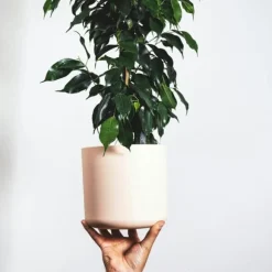 Benjaminfikus - Ficus benjamina 'Danielle' - Höjd 100-110cm - ⌀21cm