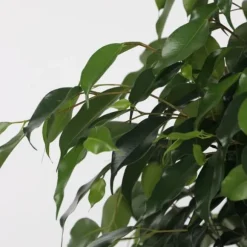 Benjaminfikus - Ficus benjamina 'Danielle' - Höjd 100-110cm - ⌀21cm