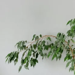 Benjaminfikus - Ficus benjamina 'Danielle' - Höjd 100-110cm - ⌀21cm