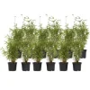 Bergbambu - Set om 12 - Fargesia nitida 'Red Dragon' - Höjd 60-80cm - ⌀17cm