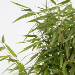 Bergbambu - Set om 12 - Fargesia nitida 'Red Dragon' - Höjd 60-80cm - ⌀17cm