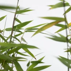 Bergbambu - Set om 12 - Fargesia nitida 'Red Dragon' - Höjd 60-80cm - ⌀17cm