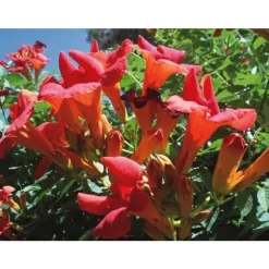 BIGNONIA CAMPSIS MADAME GALEN BLOMSTERPLANTA TRÄDGÅRD 1 VÄXTA KRUKA 17CM