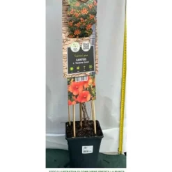 BIGNONIA CAMPSIS MADAME GALEN BLOMSTERPLANTA TRÄDGÅRD 1 VÄXTA KRUKA 17CM