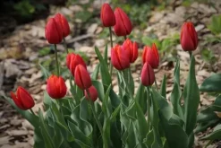 BIOHUMUS ECO UNIVERSALGÖDSEL 1L