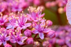 BIOHUMUSGÖDNING FÖR BLOMMANDE VÄXTER 0,35 L