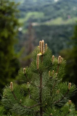 BIOVITA BARRTJORD 50L