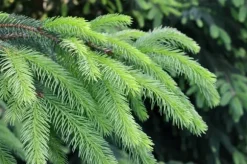 BIOVITA BARRTJORD 50L