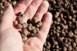 BIOVITA GARDENING EXPANDED GRAPE idealisk för dränering 8-16MM 5L