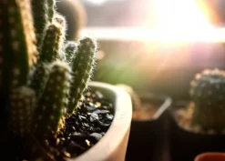 BIOVITA JORD FÖR KAKTUSAR OCH SUCCULENTER 5L