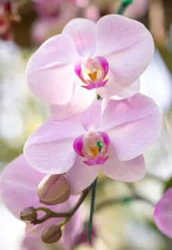 BIOVITA ORKIDÉSUBSTRAT 3L