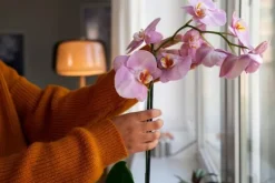 BIOVITA ORKIDÉSUBSTRAT 3L