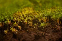 BIOVITA ORMBUNKESUBSTRAT 5L