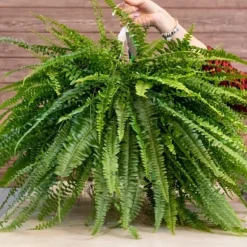 BIOVITA ORMBUNKESUBSTRAT 5L