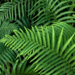 BIOVITA ORMBUNKESUBSTRAT 5L