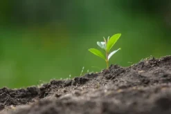 BIOVITA SURT TORVSUBSTAT för blåbär och sura växter 5L