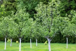 BIOVITA TRÄD WHITENING LIME 1KG