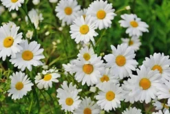 Biovita Universal TORVFRI jord för grönsaker och blommor med kompost 40 l