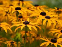 Biovita Universal TORVFRI jord för grönsaker och blommor med kompost 40 l