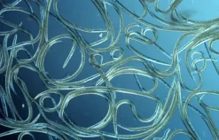 Birchmeier Nematodspridare - AquaNemix 1.25V