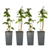 Björnbärsväxt - Set om 2 - Rubus fruticosus 'Thornfree' - Höjd 50-60cm - ⌀15cm