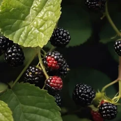 Björnbärsväxt - Set om 2 - Rubus fruticosus 'Thornfree' - Höjd 50-60cm - ⌀15cm