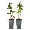 Björnbärsväxt - Set om 2 - Rubus fruticosus 'Thornfree' - Höjd 50-60cm - ⌀15cm
