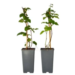 Björnbärsväxt - Set om 2 - Rubus fruticosus 'Thornfree' - Höjd 50-60cm - ⌀15cm