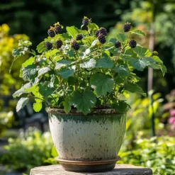 Björnbärsväxt - Set om 2 - Rubus fruticosus 'Thornfree' - Höjd 50-60cm - ⌀15cm