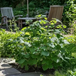 Björnbärsväxt - Set om 2 - Rubus fruticosus 'Thornfree' - Höjd 50-60cm - ⌀15cm