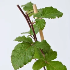 Björnbärsväxt - Set om 2 - Rubus fruticosus 'Thornfree' - Höjd 50-60cm - ⌀15cm