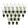 Blå bambu - Set om 18 - Fargesia papyrifera 'Blue Dragon' - Höjd 30-40cm - ⌀13cm