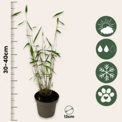 Blå bambu - Set om 18 - Fargesia papyrifera 'Blue Dragon' - Höjd 30-40cm - ⌀13cm